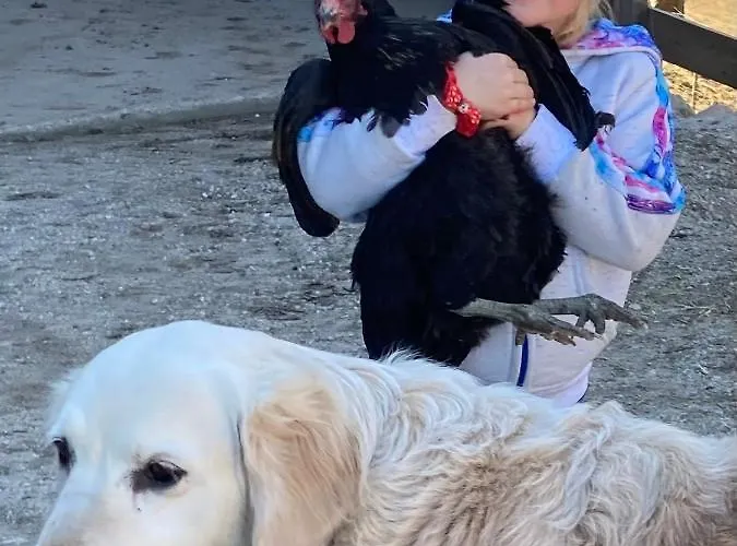 Feichtingerhof Фермерский дом Штайнбах-ам-Аттерзее