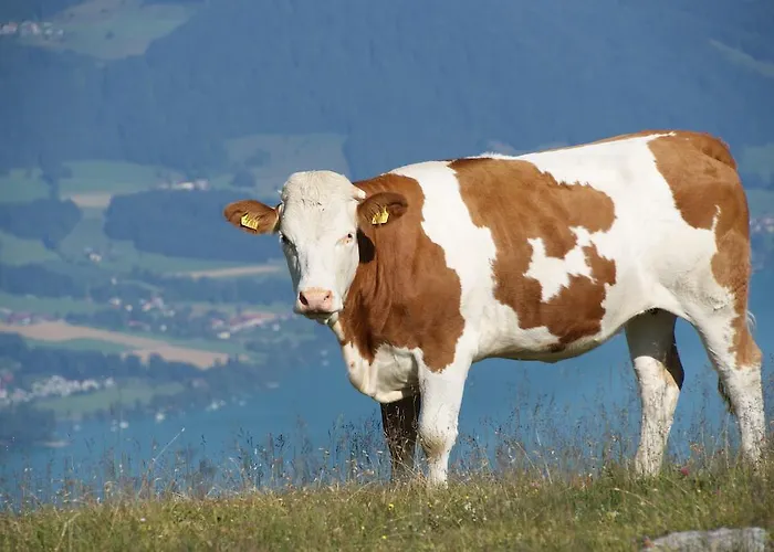 Feichtingerhof Штайнбах-ам-Аттерзее