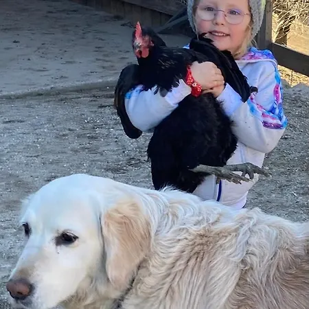 Feichtingerhof Lantgård Steinbach am Attersee