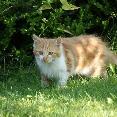 Feichtingerhof Lantgård