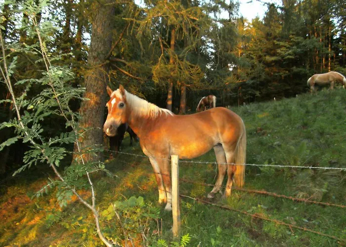 Feichtingerhof شتاينباخ آم أترزي