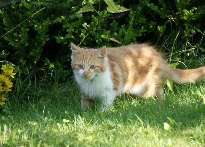 Feichtingerhof مزرعة للإقامة