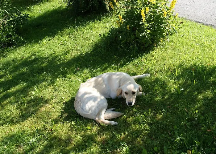 Feichtingerhof شتاينباخ آم أترزي